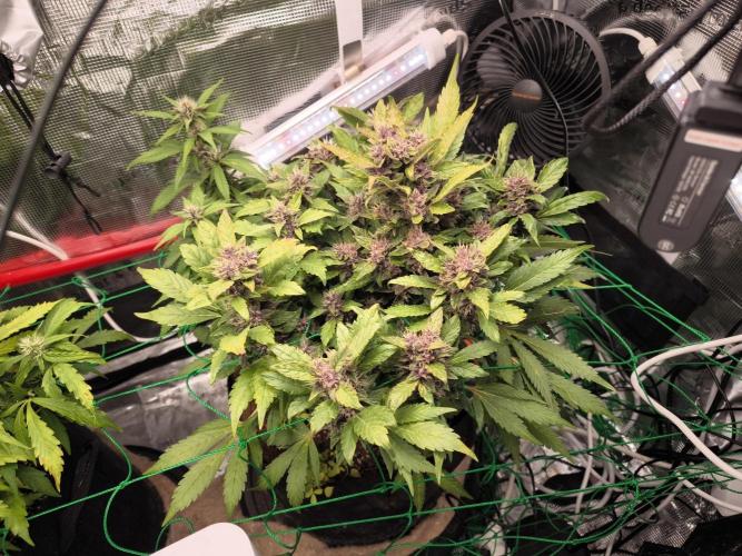 #6 Lemon Cherry Cookies Auto - fastbuds. Week 8 - 20/03