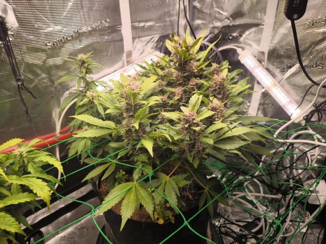 #6 Lemon Cherry Cookies Auto - fastbuds. Week 8 - 19/03
