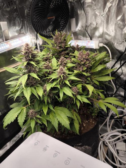 #6 Lemon Cherry Cookies Auto - fastbuds. Week 9 - 29/03