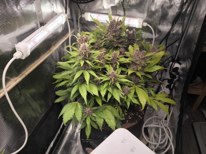 #6 Lemon Cherry Cookies Auto - fastbuds. Week 9 - 27/03