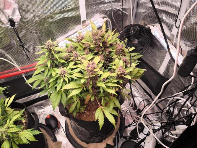 #6 Lemon Cherry Cookies Auto - fastbuds. Week 9 - 26/03