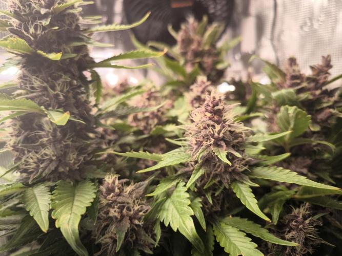 #6 Lemon Cherry Cookies Auto - fastbuds. Week 10 - 04/04