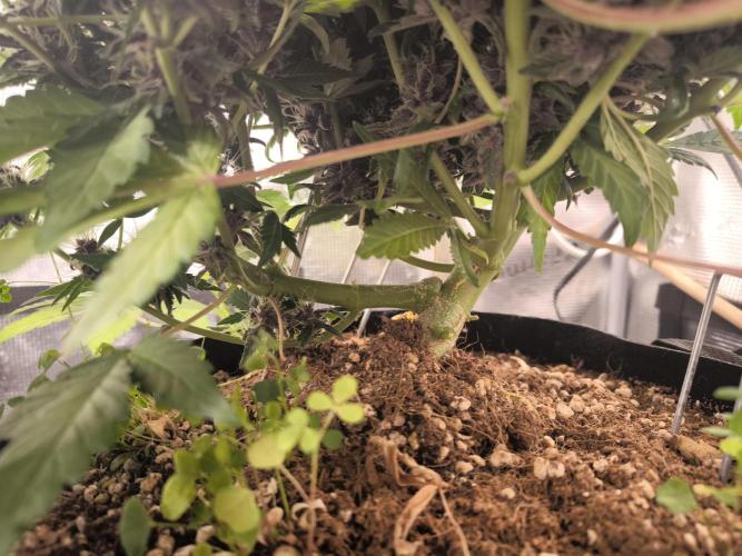 #6 Lemon Cherry Cookies Auto - fastbuds. Week 10 - 01/04