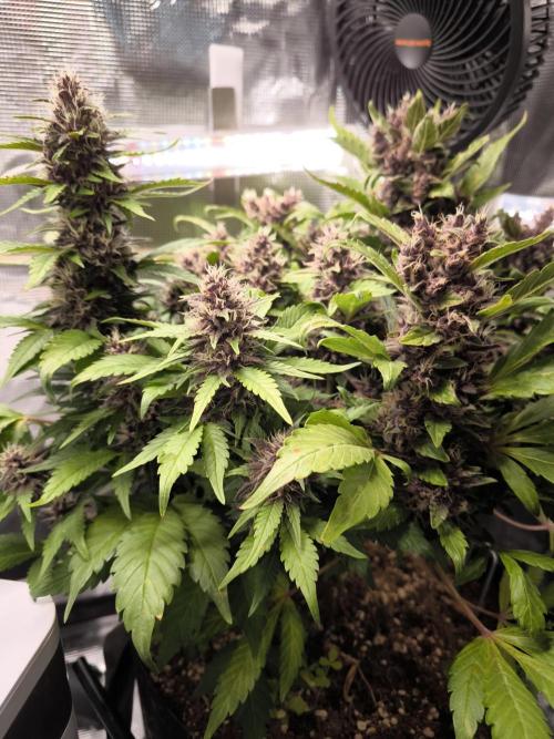 #6 Lemon Cherry Cookies Auto - fastbuds. Week 10 - 01/04
