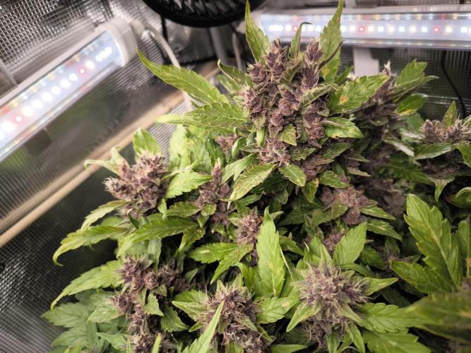 #6 Lemon Cherry Cookies Auto - fastbuds. Week 10 - 01/04