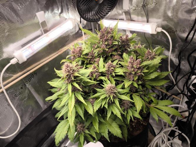 #6 Lemon Cherry Cookies Auto - fastbuds. Week 10 - 01/04