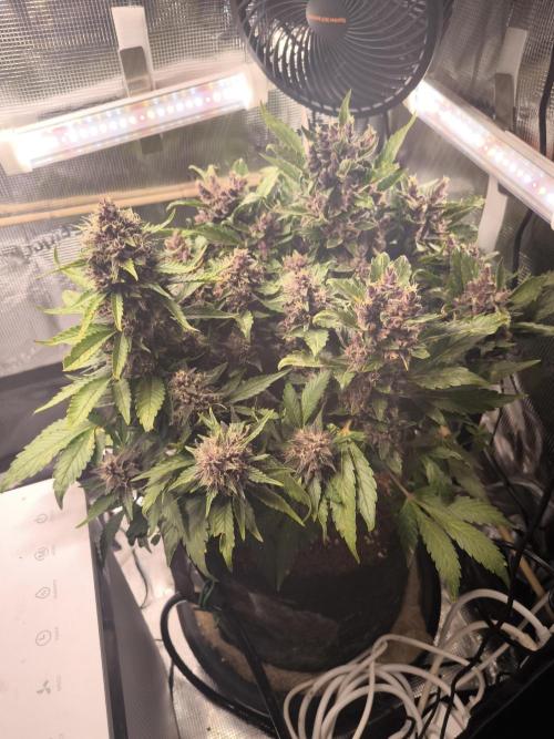 #6 Lemon Cherry Cookies Auto - fastbuds. Week 11