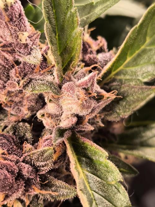 #6 Lemon Cherry Cookies Auto - fastbuds. Week 11