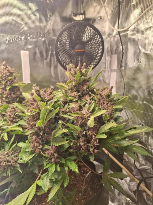 #6 Lemon Cherry Cookies Auto - fastbuds. Week 12