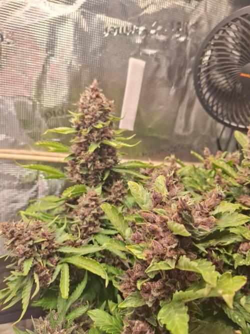 #6 Lemon Cherry Cookies Auto - fastbuds. Week 12