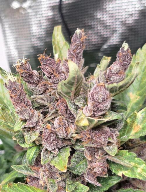 #6 Lemon Cherry Cookies Auto - fastbuds. Week 12