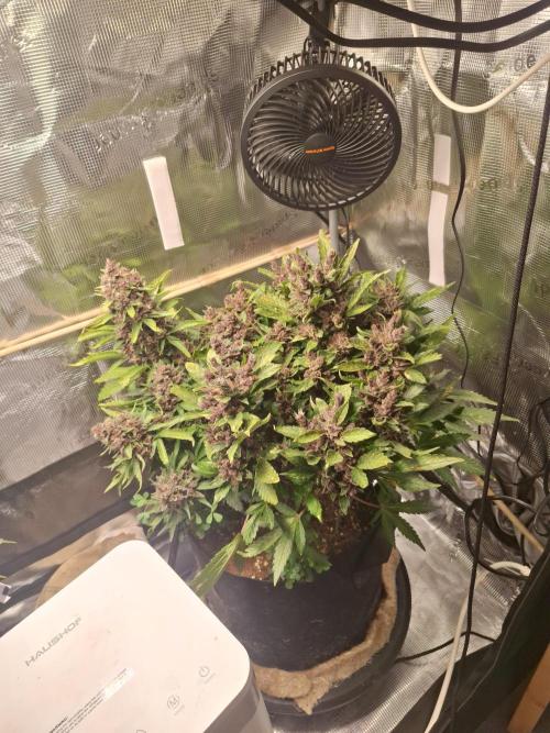 #6 Lemon Cherry Cookies Auto - fastbuds. Week 12