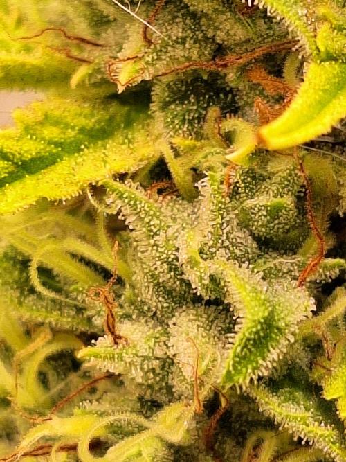 Sticky Broccoli . Week 15