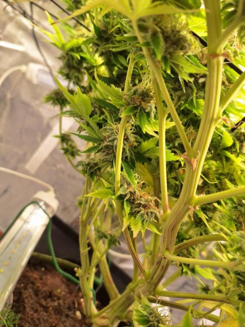 Sticky Broccoli . Week 15