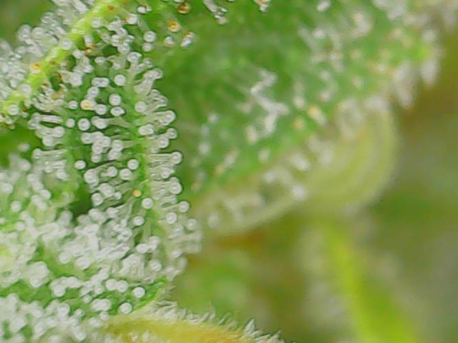 #7 Sticky Brocoli - Eternity cup. Week 17