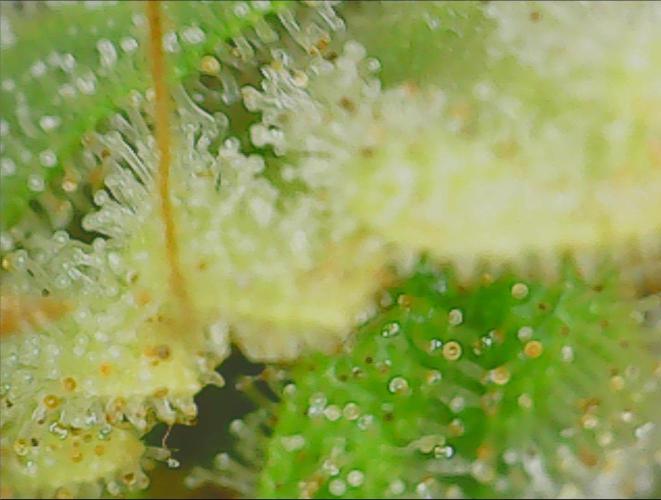 #7 Sticky Brocoli - Eternity cup. Week 17