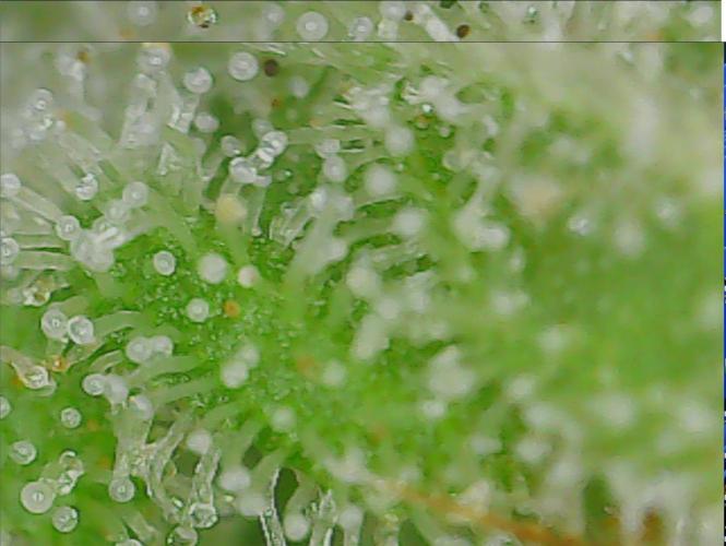 #7 Sticky Brocoli - Eternity cup. Week 17