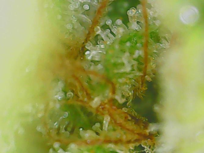 #7 Sticky Brocoli - Eternity cup. Week 17