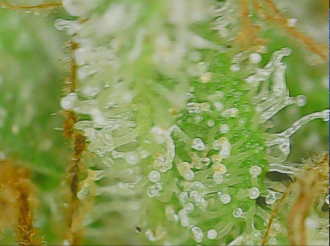#7 Sticky Brocoli - Eternity cup. Week 17