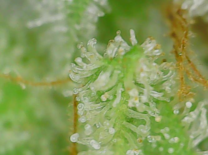 #7 Sticky Brocoli - Eternity cup. Week 17