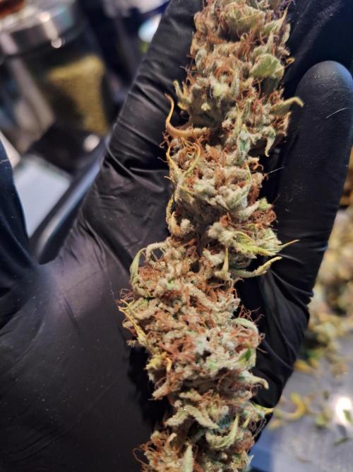 #7 Sticky Brocoli - Eternity cup. Week 17