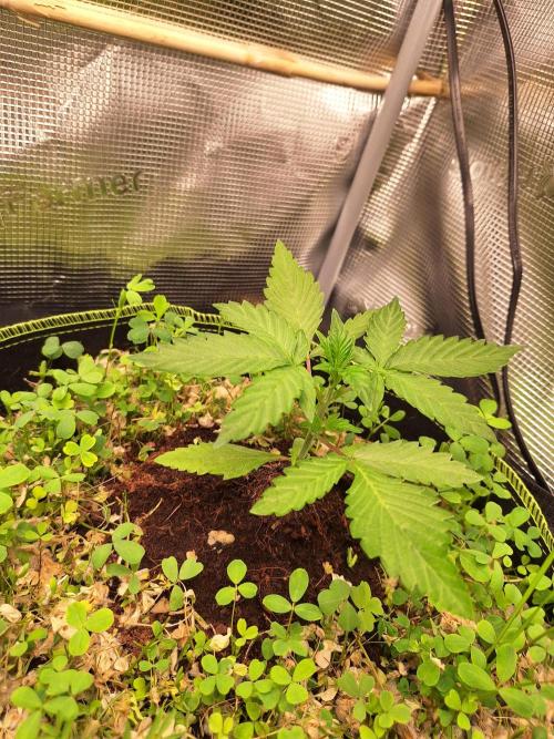 FB42 - Champion line - Mendo Frost Auto. Week 3 - 24/05