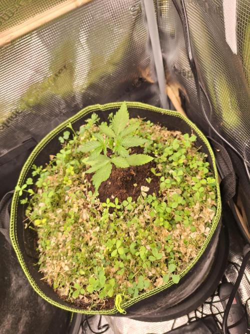 FB42 - Champion line - Mendo Frost Auto. Week 3 - 23/05