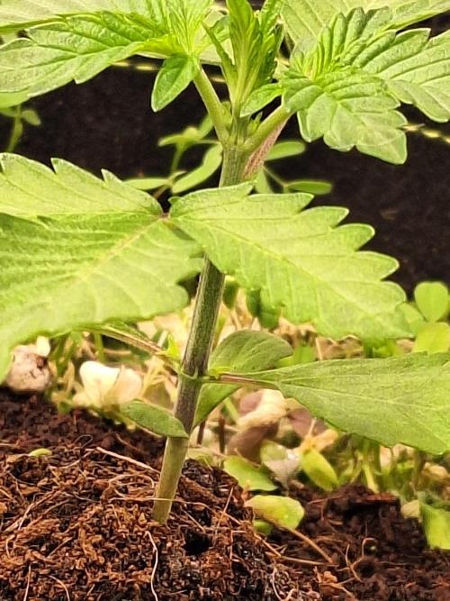 FB42 - Champion line - Mendo Frost Auto. Week 3 - 23/05