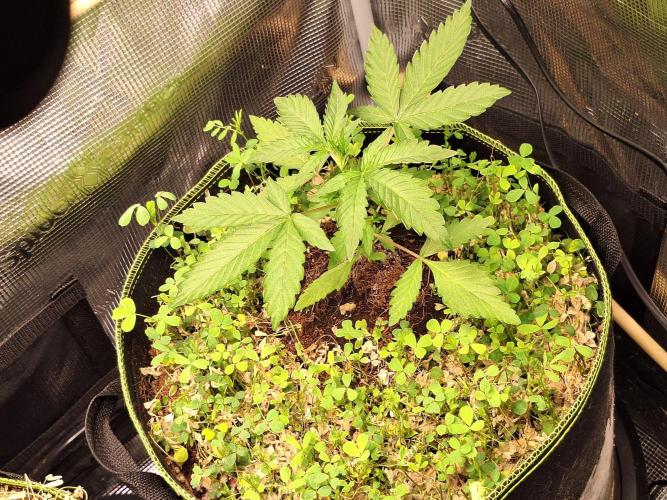 FB42 - Champion line - Mendo Frost Auto. Week 3 - 26/05