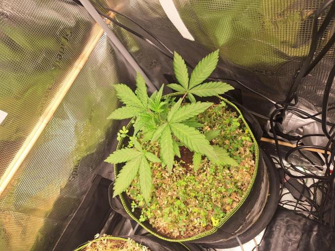 FB42 - Champion line - Mendo Frost Auto. Week 3 - 28/05