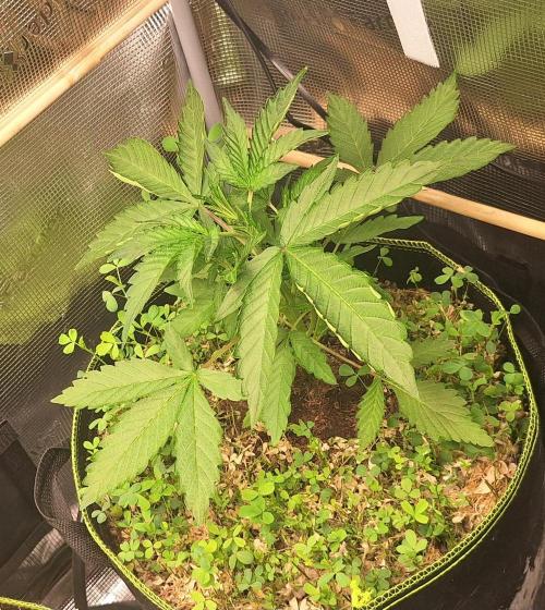 FB42 - Champion line - Mendo Frost Auto. Week 4 - 29/05