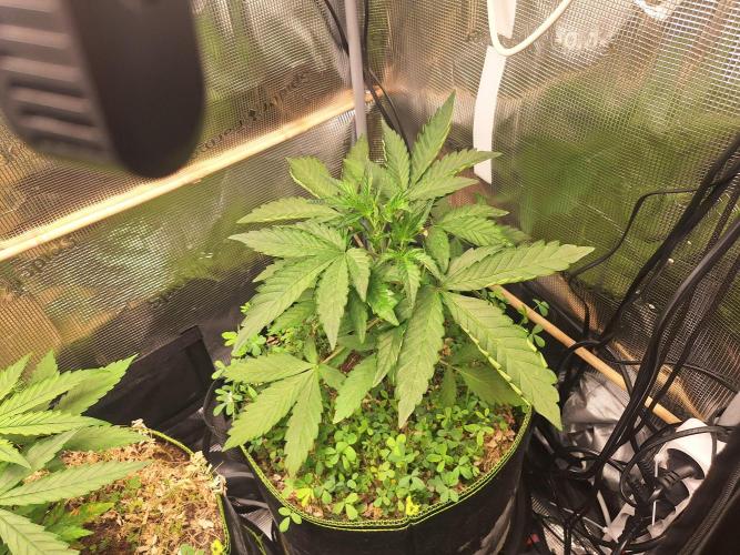 FB42 - Champion line - Mendo Frost Auto. Week 4 - 31/05