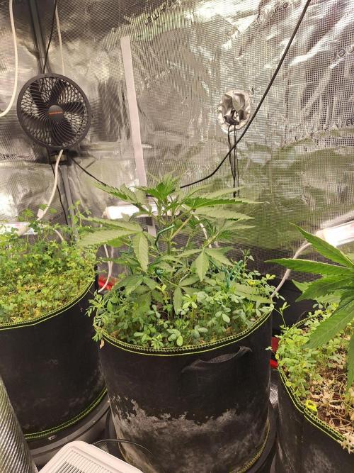 FB42 - Champion line - Mendo Frost Auto. Week 4 - 31/05