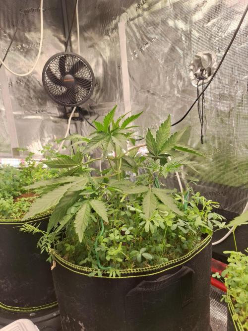FB42 - Champion line - Mendo Frost Auto. Week 4 - 1/6