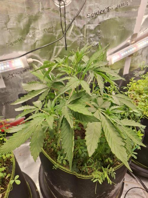 FB42 - Champion line - Mendo Frost Auto. Week 4 - 1/6