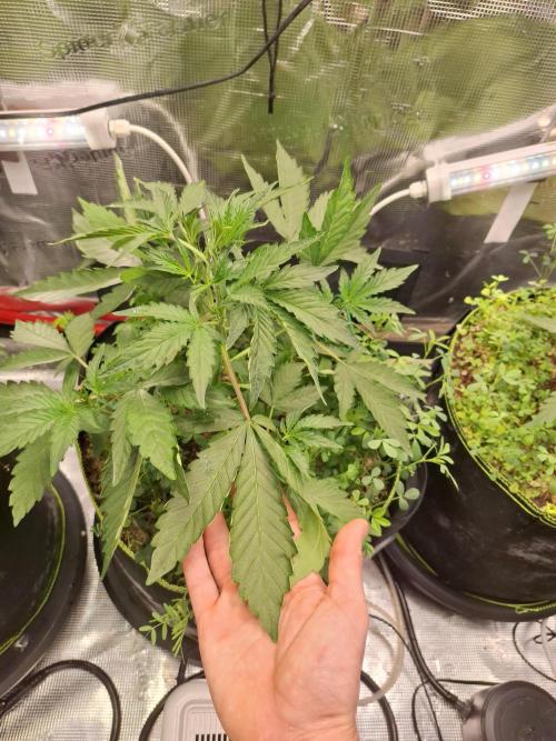 FB42 - Champion line - Mendo Frost Auto. Week 4 - 1/6