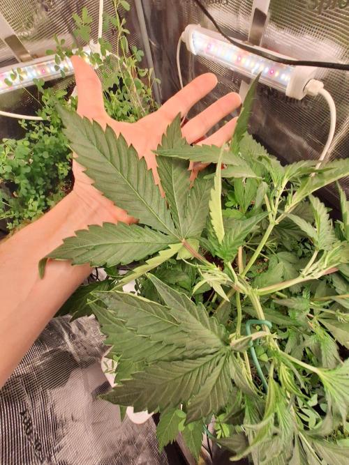 FB42 - Champion line - Mendo Frost Auto. Week 4 - 3/6