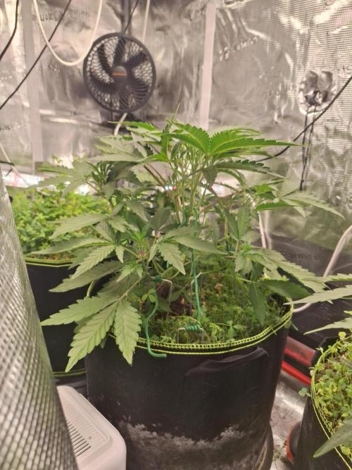 FB42 - Champion line - Mendo Frost Auto. Week 4 - 4/6