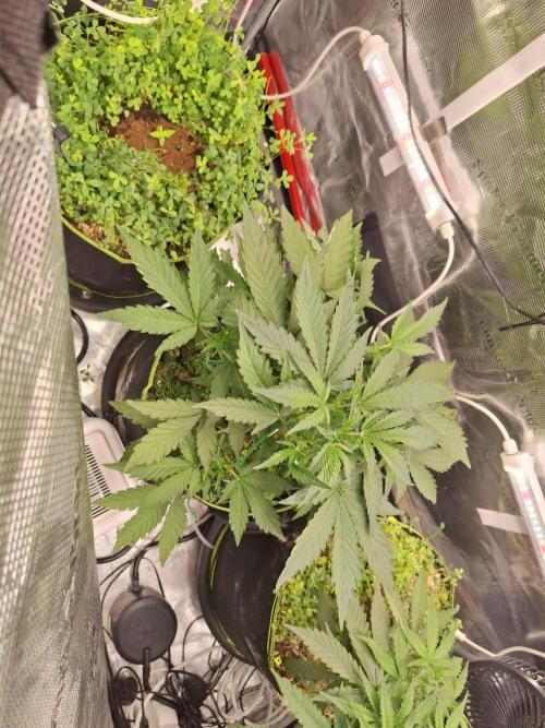 FB42 - Champion line - Mendo Frost Auto. Week 4 - 4/6