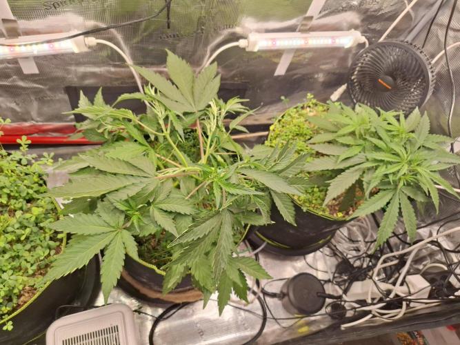 FB42 - Champion line - Mendo Frost Auto. Week 4 - 4/6
