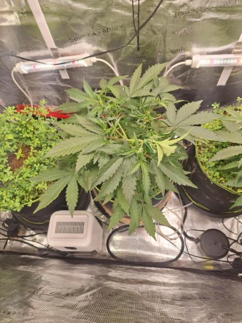 FB42 - Champion line - Mendo Frost Auto. Week 5 - 5/6