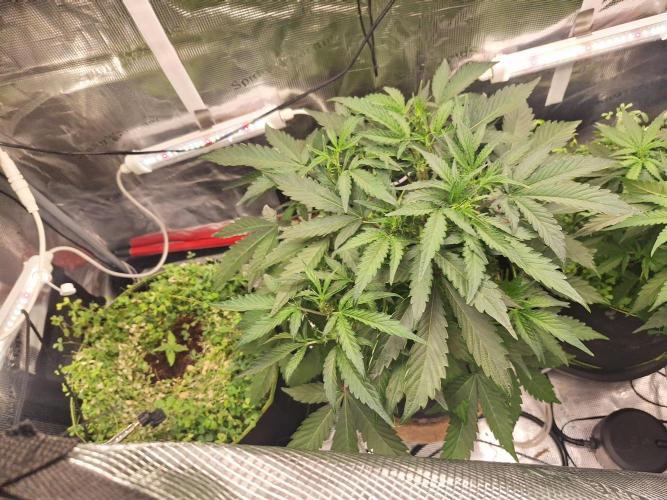 FB42 - Champion line - Mendo Frost Auto. Week 5 - 7/6