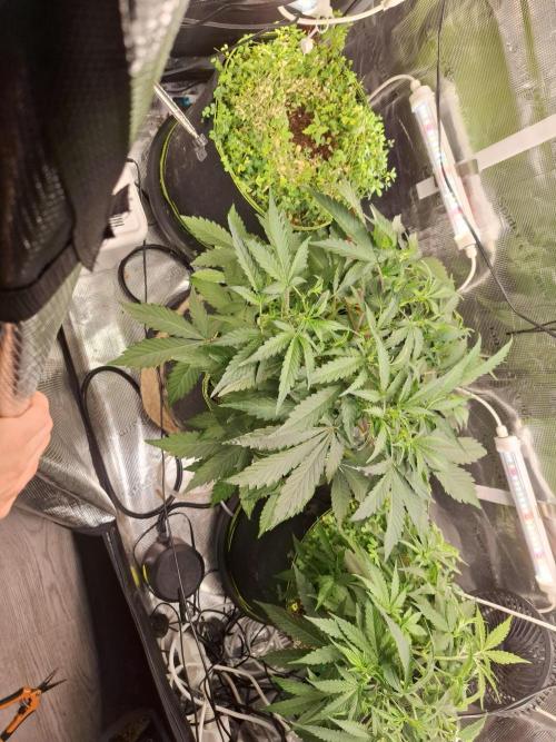 FB42 - Champion line - Mendo Frost Auto. Week 5 - 7/6