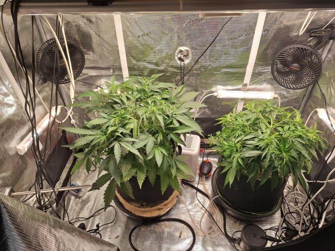 FB42 - Champion line - Mendo Frost Auto. Week 5 - 9/6