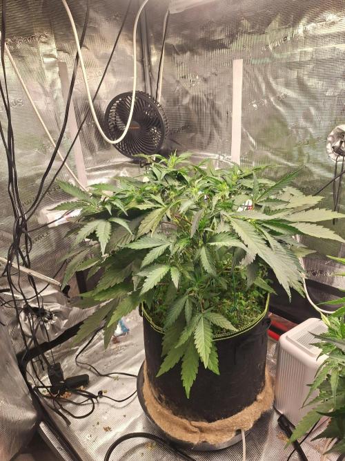 FB42 - Champion line - Mendo Frost Auto. Week 5 - 9/6