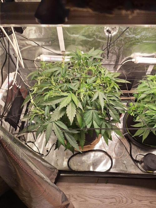 FB42 - Champion line - Mendo Frost Auto. Week 5 - 10/6