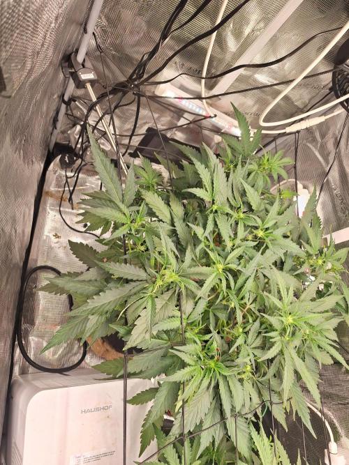 FB42 - Champion line - Mendo Frost Auto. Week 5 - 11/6