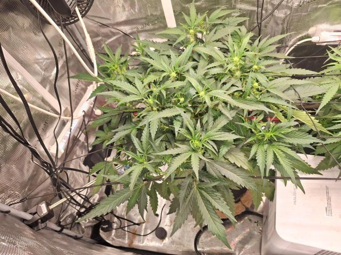FB42 - Champion line - Mendo Frost Auto. Week 6