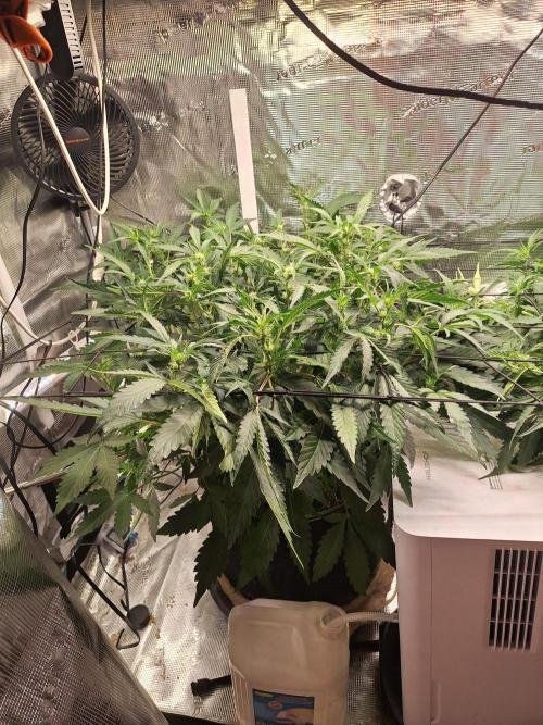 FB42 - Champion line - Mendo Frost Auto. Week 6