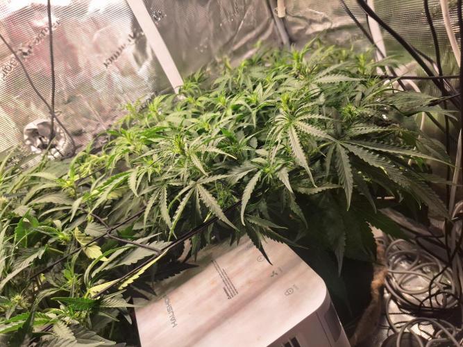 FB42 - Champion line - Mendo Frost Auto. Week 6